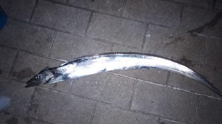 今シーズ初太刀魚です。