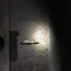 和歌山のエギングも夏イカから秋イカへシフト?