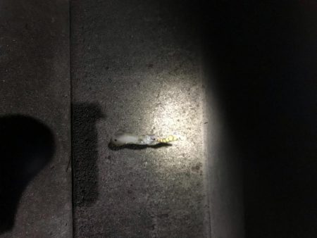 和歌山のエギングも夏イカから秋イカへシフト?