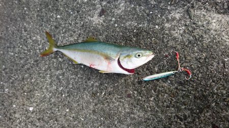 ツバスが釣れました