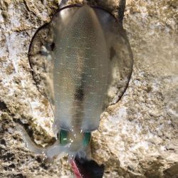 中紀も秋イカエギング開幕でアオリイカゲット