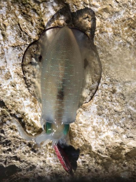 中紀も秋イカエギング開幕でアオリイカゲット