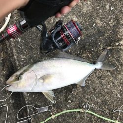 エギングタックルをブチ曲げて青物ゲット