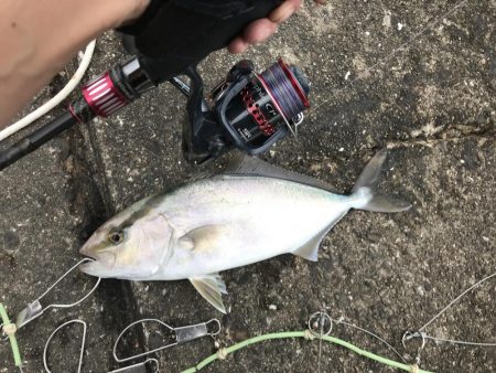 エギングタックルをブチ曲げて青物ゲット