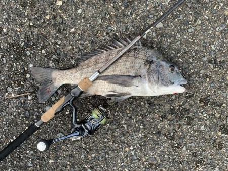 パン鯉で釣れたのは?