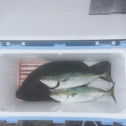 アジ飲ませ、ぶっ込み