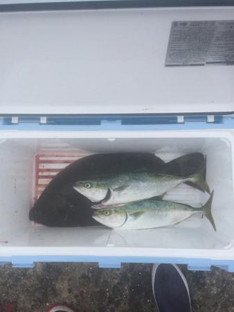 アジ飲ませ、ぶっ込み