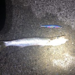 青物は釣れませんでした