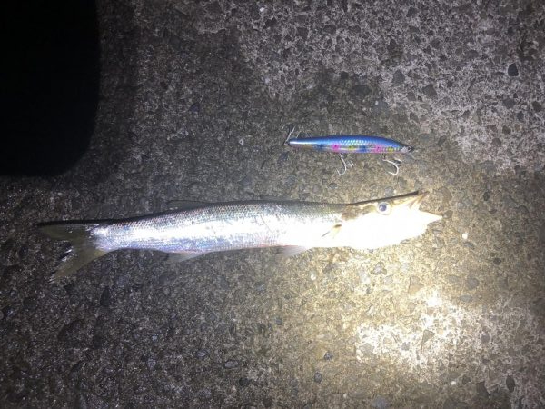 青物は釣れませんでした