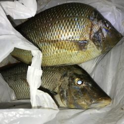 ハマフエフキ爆釣‼︎念願のタルミゲット☆