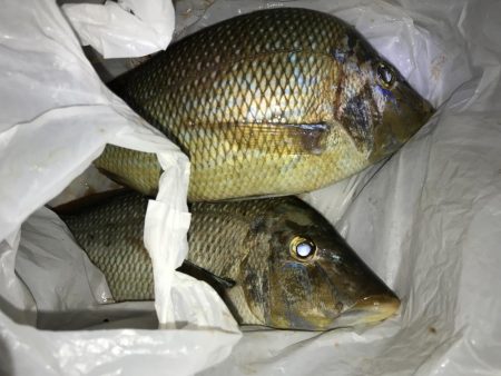 ハマフエフキ爆釣‼︎念願のタルミゲット☆