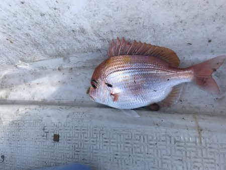 若狭湾で船釣り