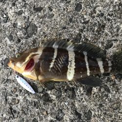 ライトショアジギング エギング