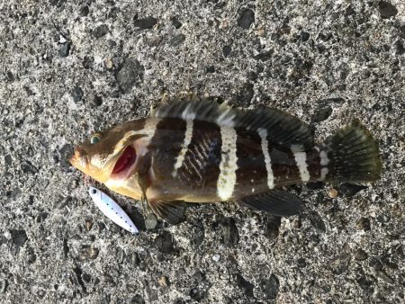 ライトショアジギング エギング