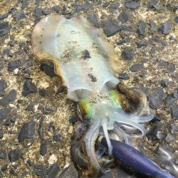 秋アオリイカ調査。湯梨浜町