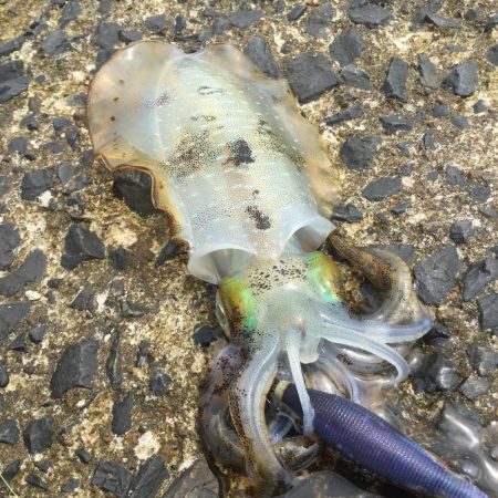 秋アオリイカ調査。湯梨浜町