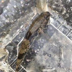 淀川で秋のキチヌに挑戦