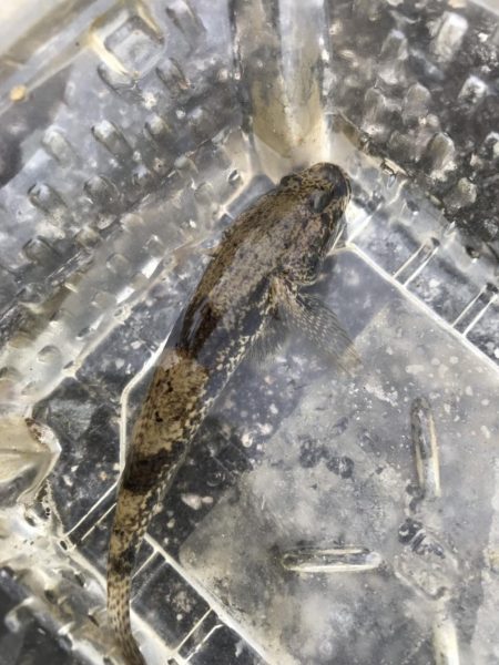 淀川で秋のキチヌに挑戦