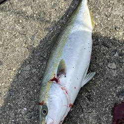 青物は昼間でも釣れる