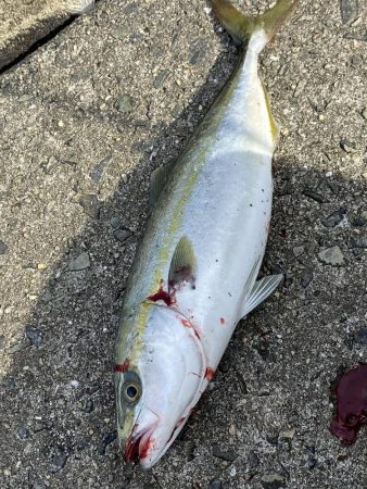青物は昼間でも釣れる