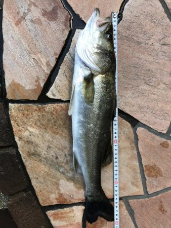 ノマセ フッコ タチウオ不発