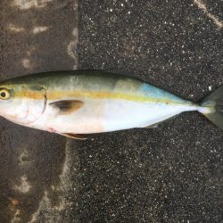 イシモチ、ツバス4