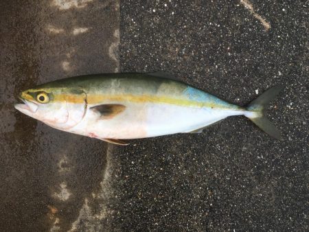 イシモチ、ツバス4