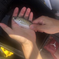 3Mパークでサビキ、餌チョイ投げ
