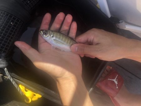 3Mパークでサビキ、餌チョイ投げ