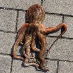 タチウオあたりはあるが