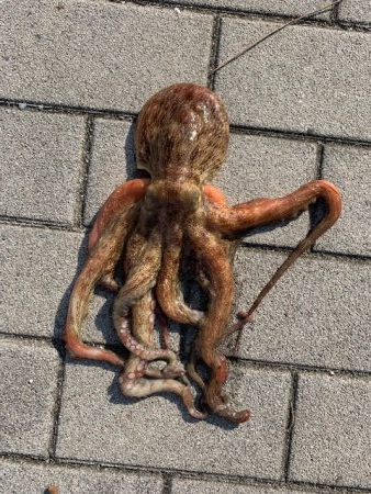 タチウオあたりはあるが