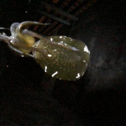 トンカツサイズ高活性！