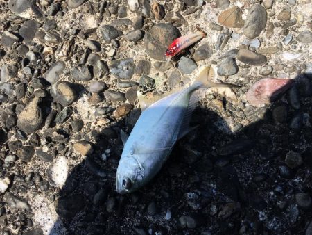 ブリが釣れ始めてます！ほとんどメジロサイズ…