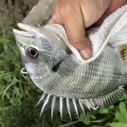 トップでキビレ!