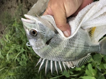 トップでキビレ!