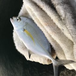 入れ食いメッキ!