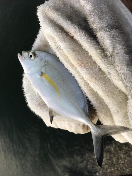 入れ食いメッキ!