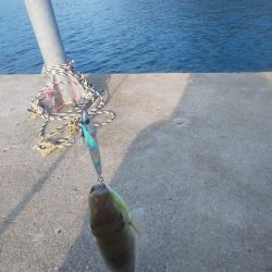 サバフグの果てに