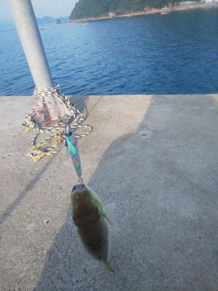 サバフグの果てに