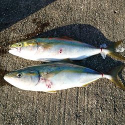 やっぱりツバス