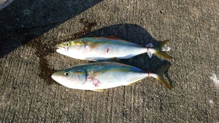 やっぱりツバス