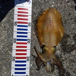 やっとアジが釣具店に、入荷!