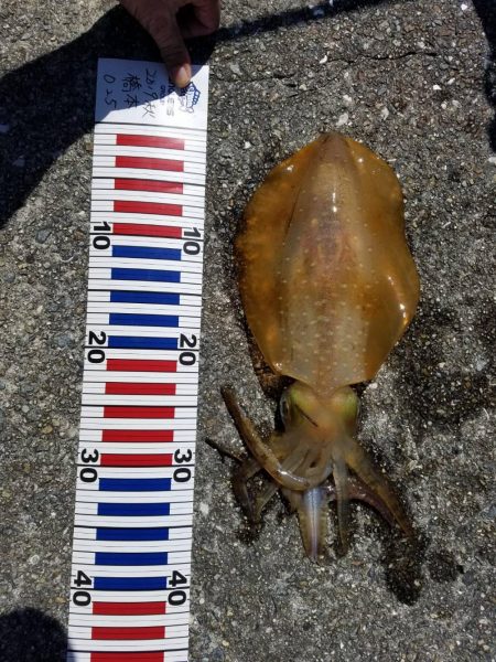 やっとアジが釣具店に、入荷！