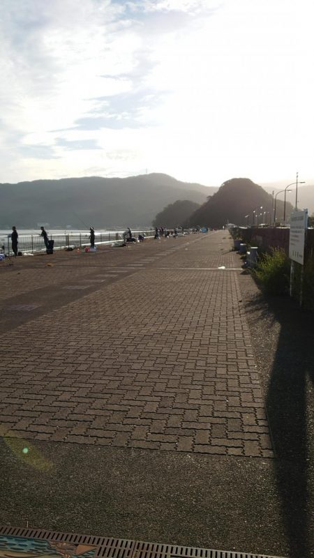 サゴシだけど…