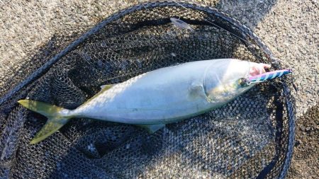 ポーアイ沖タチウオ