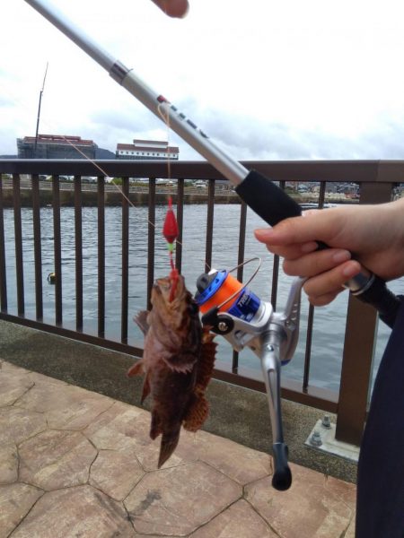 穴釣り　（エギング）