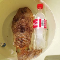 アオリイカ！なぜ？！