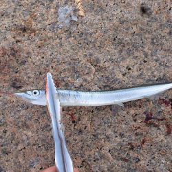 淀川でサヨリ釣り