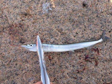 淀川でサヨリ釣り