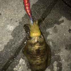 時合いは30分！